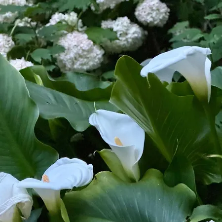 Prázdninový dům Il Podere Degli Ulivi